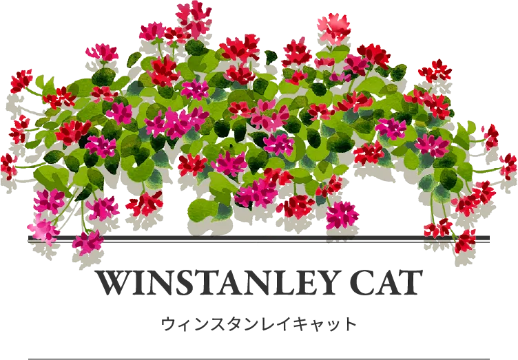 WINSTANLEY CAT ウィンスタンレイキャット